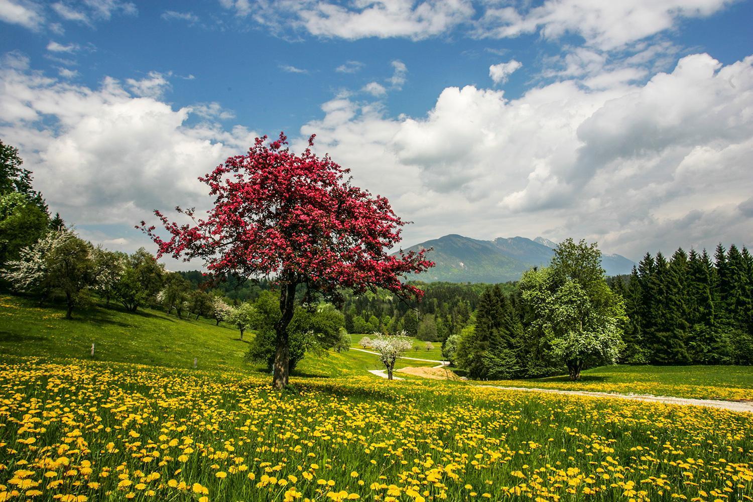 Goldenfields apartment Kranj Buitenkant foto